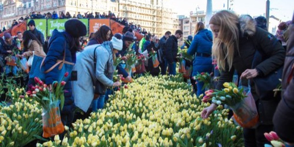 Bašta sa 200.000 lala otvorena u Amsterdamu